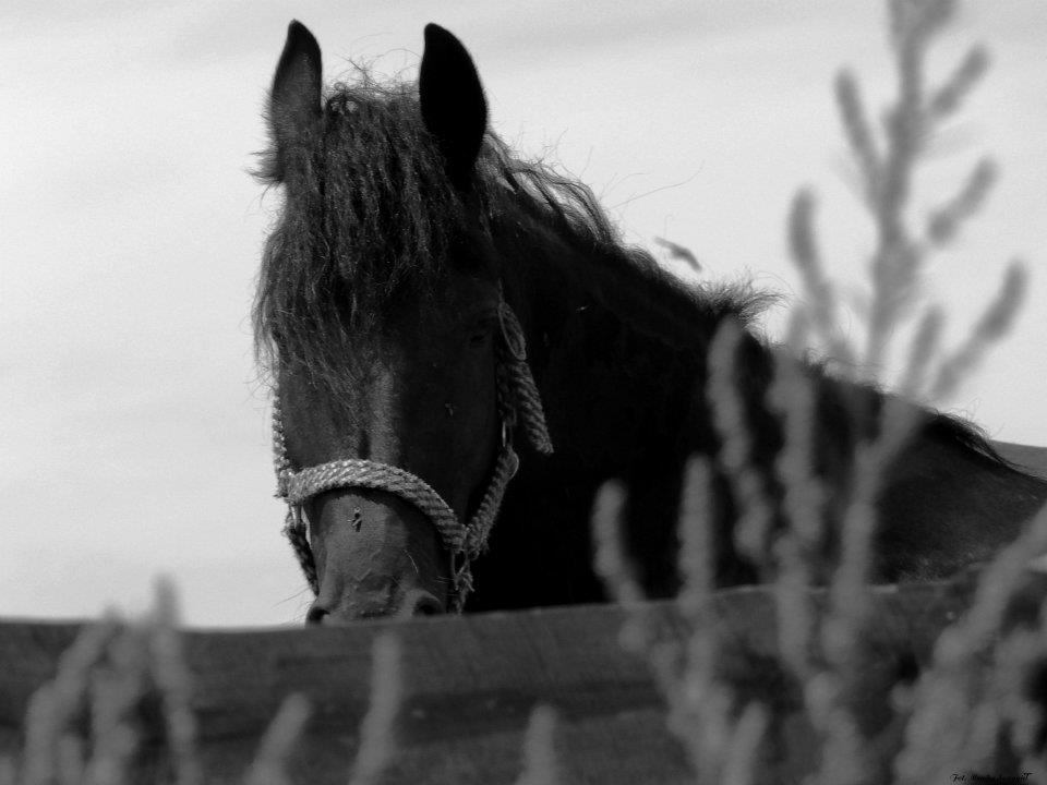 Fotografia Zuzanna 