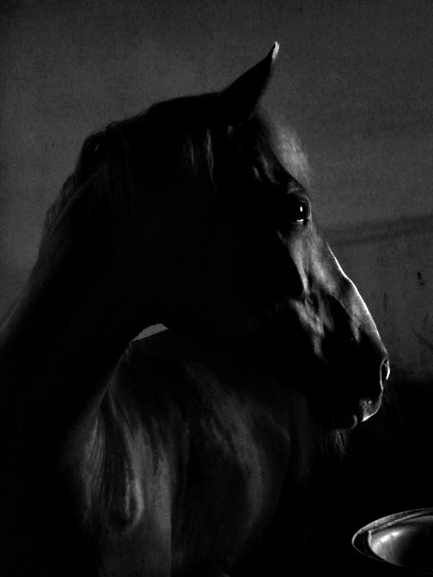 Fotografia Julita Musko