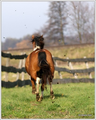 Fotografia  ~ania~ ~koleśnik~