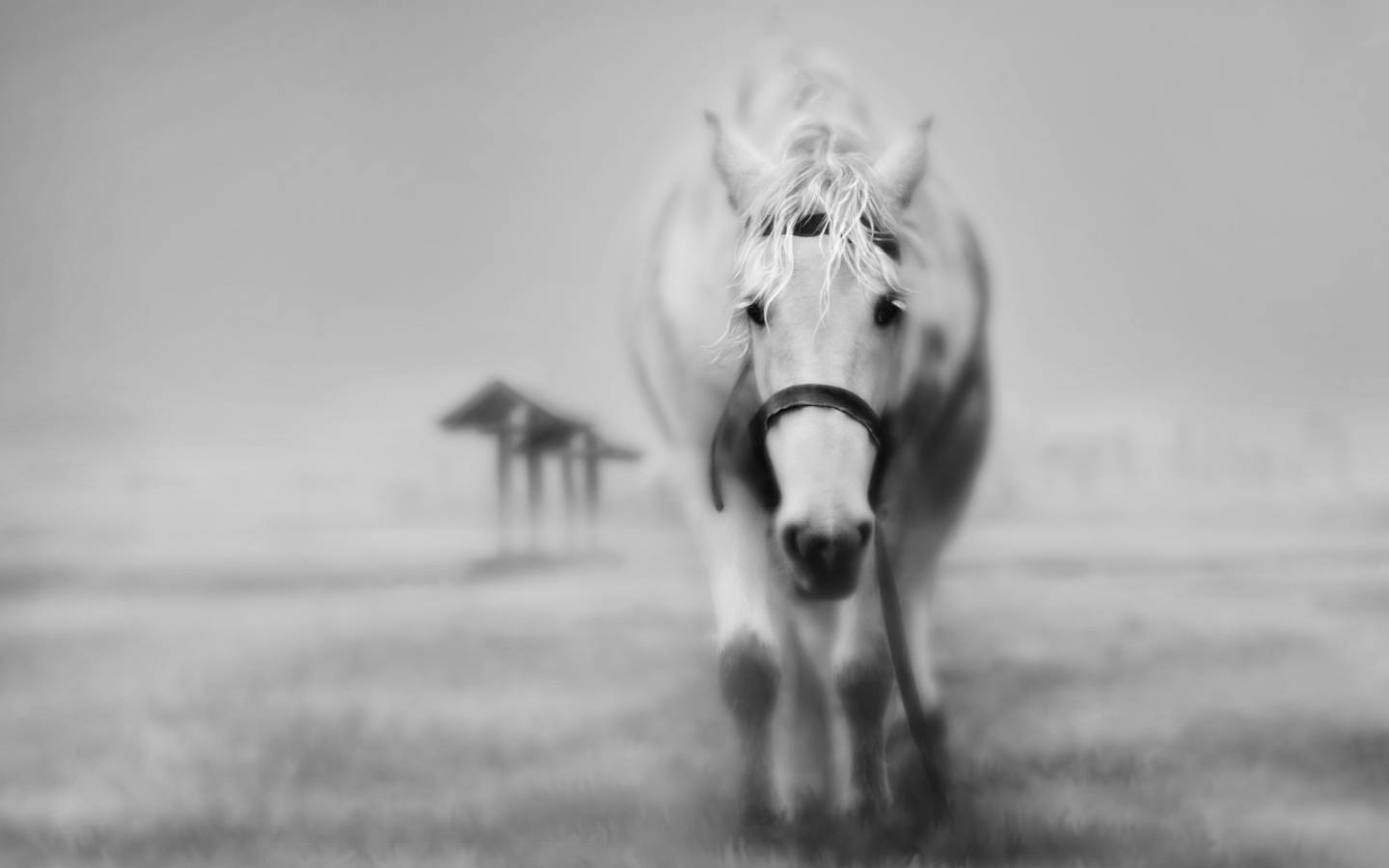 Fotografia ola drazek