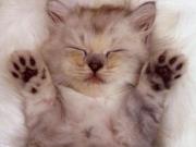 Fotografia Wer Cia