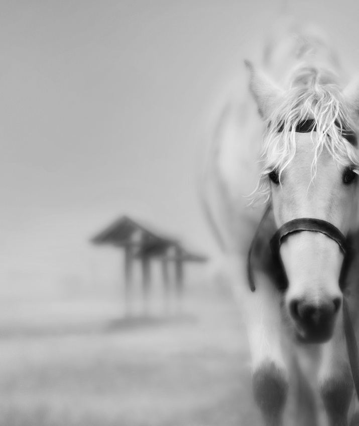 Fotografia Ida Equus