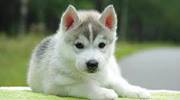 Fotografia Alaskan Malamute