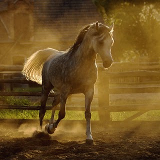 Fotografia Flover Horse