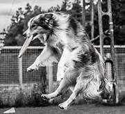 Fotografia True Border Collies