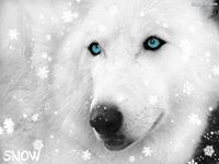 Fotografia Saga Wilk