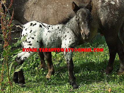 Fotografia Konik Tarantowaty