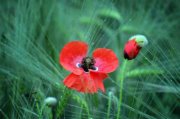 Fotografia Anna Rabe