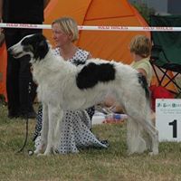 Fotografia Martinville Borzoi