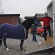 Międzynarodowy Transport Koni - Sebastian Bularz