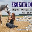 Srokata Dolina Stajnia-pensjonat dla koni-rajdy-transport koni