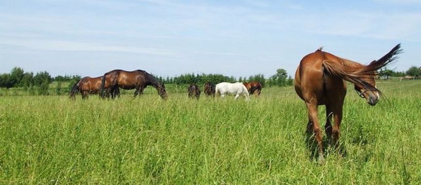 Zdjęcie Anna Pietraszewska - fotografia
