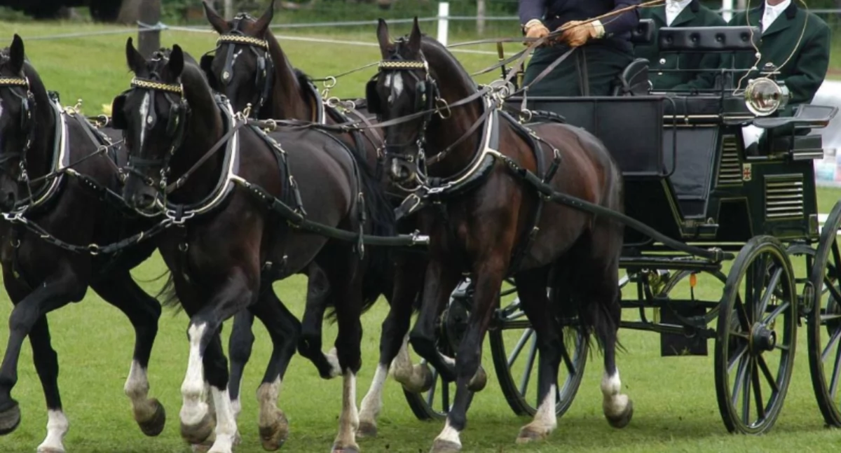 Imprezy jeździeckie, Patryk Fularczyk zwycięzcą CAVALIADA Driving - zdjęcie, fotografia