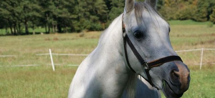 Zdjęcie Centurion Dressage - fotografia