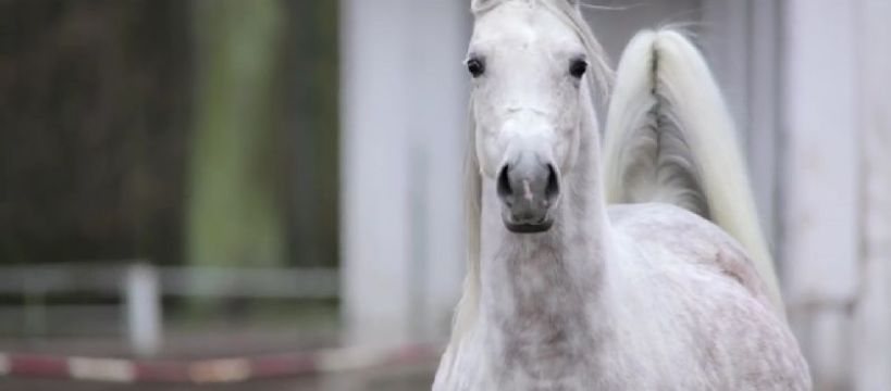 Zdjęcie Gandalf  - fotografia