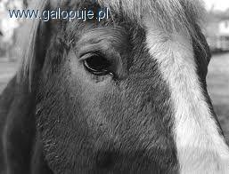 Zdjęcie Joanna  - fotografia