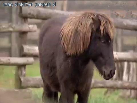 Zdjęcie Gandalf  - fotografia