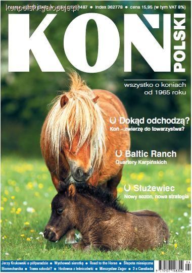 Zdjęcie Koń Polski - fotografia