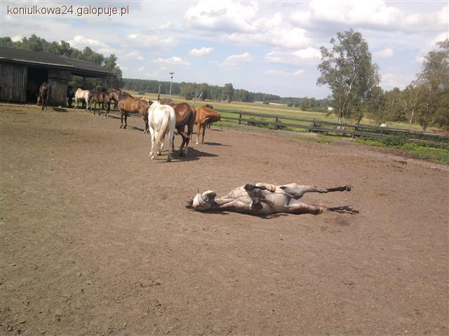 Zdjęcie Julia Koń - fotografia