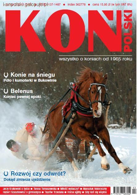 Zdjęcie Koń Polski - fotografia