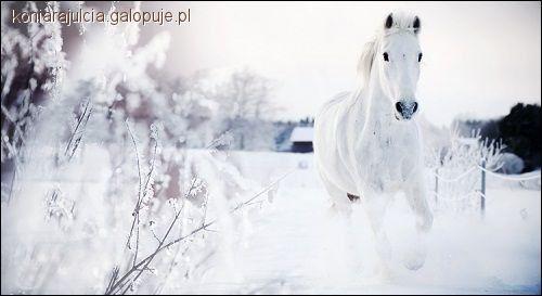 Zdjęcie Julia Neumann - fotografia