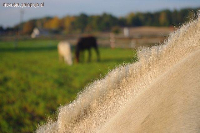 Zdjęcie Daria Hejnowska - fotografia