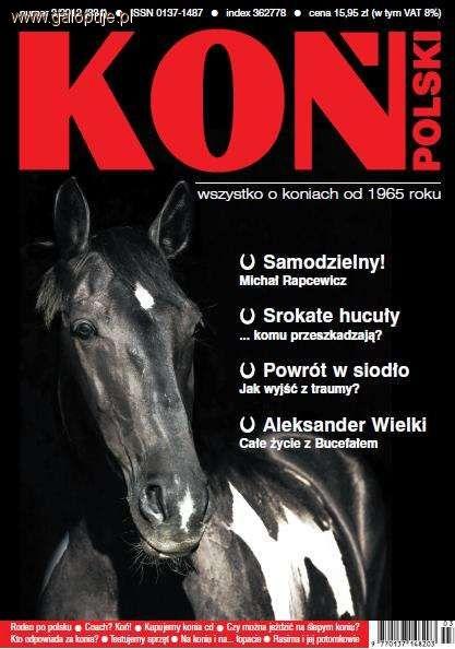 Zdjęcie Koń Polski - fotografia