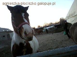 Zdjęcie Agnieszka Płociszko - fotografia