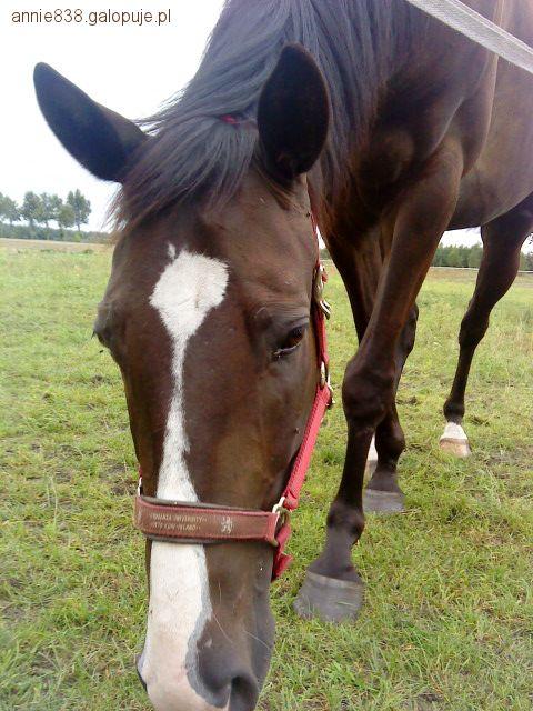 Zdjęcie A. Wojciechowska - fotografia