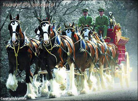 Zdjęcie Kinga Kaaszuba - fotografia