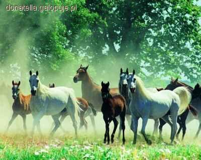 Zdjęcie Agata ... - fotografia
