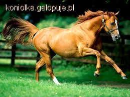 Zdjęcie Ola Łukasiewicz - fotografia