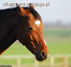 Zdjęcie ola gem............ - fotografia