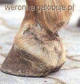 Zdjęcie Weronika  Limanowska - fotografia