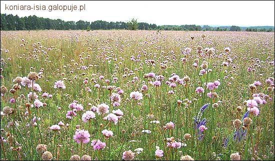 Zdjęcie Dominika ;) - fotografia