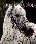 Zdjęcie Agnieszka Kubiak - fotografia
