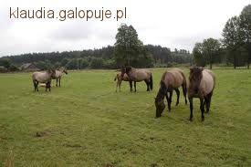 Zdjęcie Klaudia Wrzalik - fotografia