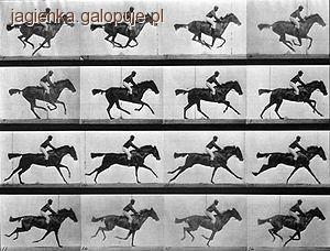 Zdjęcie Agnieszka Kubiak - fotografia