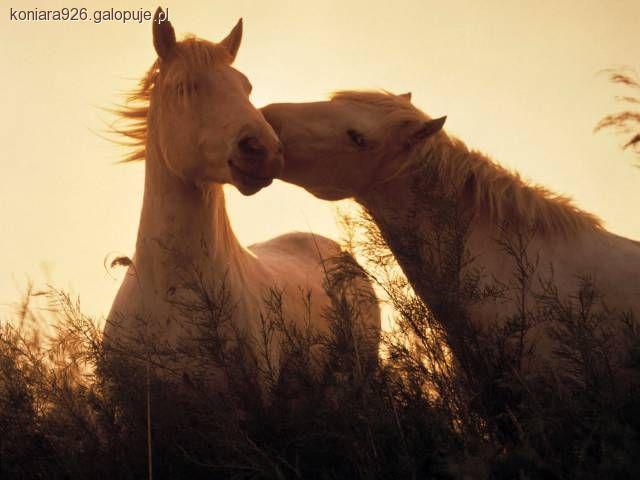 Zdjęcie W J - fotografia