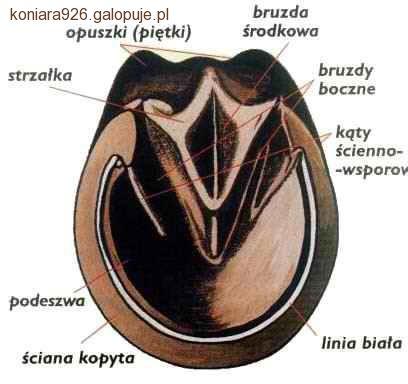 Zdjęcie W J - fotografia