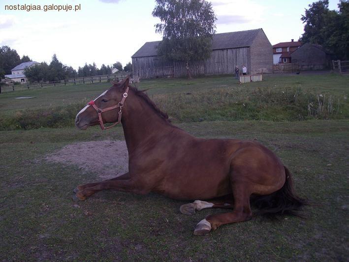 Zdjęcie Majka Dąbrowska. - fotografia