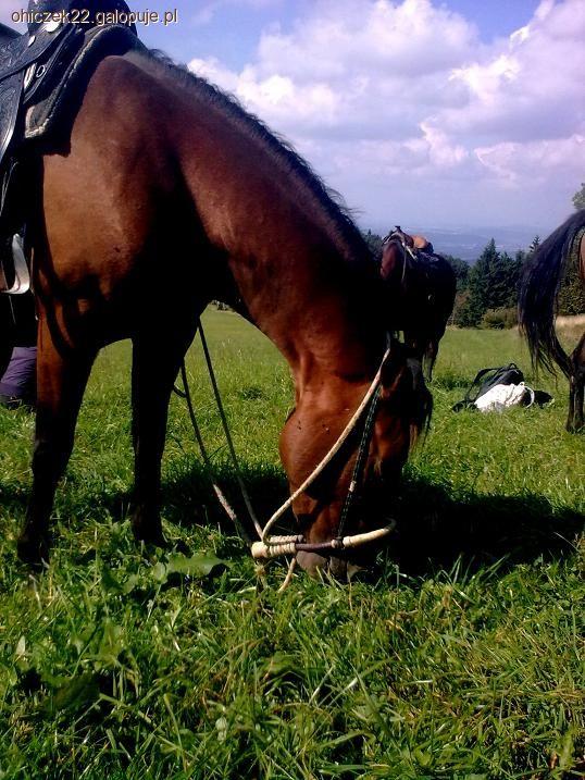 Zdjęcie Irena.* Grygiel - fotografia