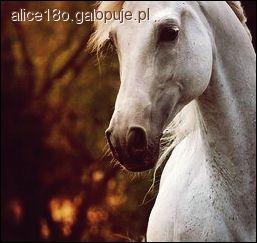 Zdjęcie Alicja Sadowska - fotografia