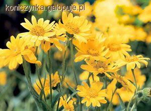 Zdjęcie Ola P - fotografia