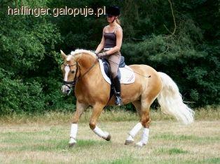 Zdjęcie haflinger hafi - fotografia