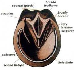 zdjęcie nr 11