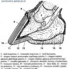 Budowa anatomiczna kopyta konia