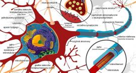 Budowa neuronu i synapsy