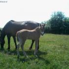 Picasso ( Lucky - Pipi z Izb)