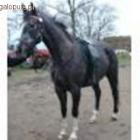 Fotka nr 1 z 2